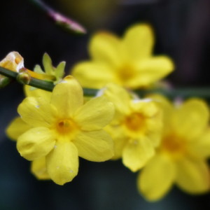  Spring flowers blooming in ...