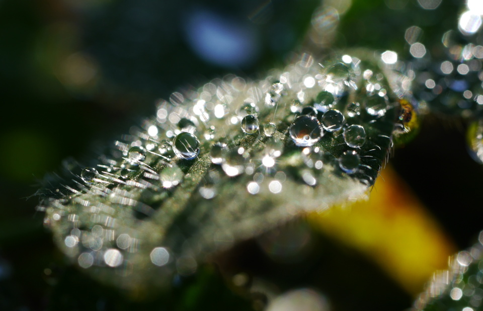 Morning dew