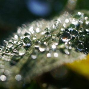 Morning dew