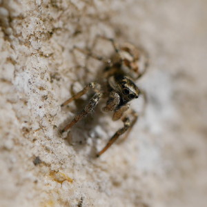 Tiny wee spider