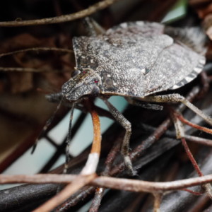 Stink bugs are back :(