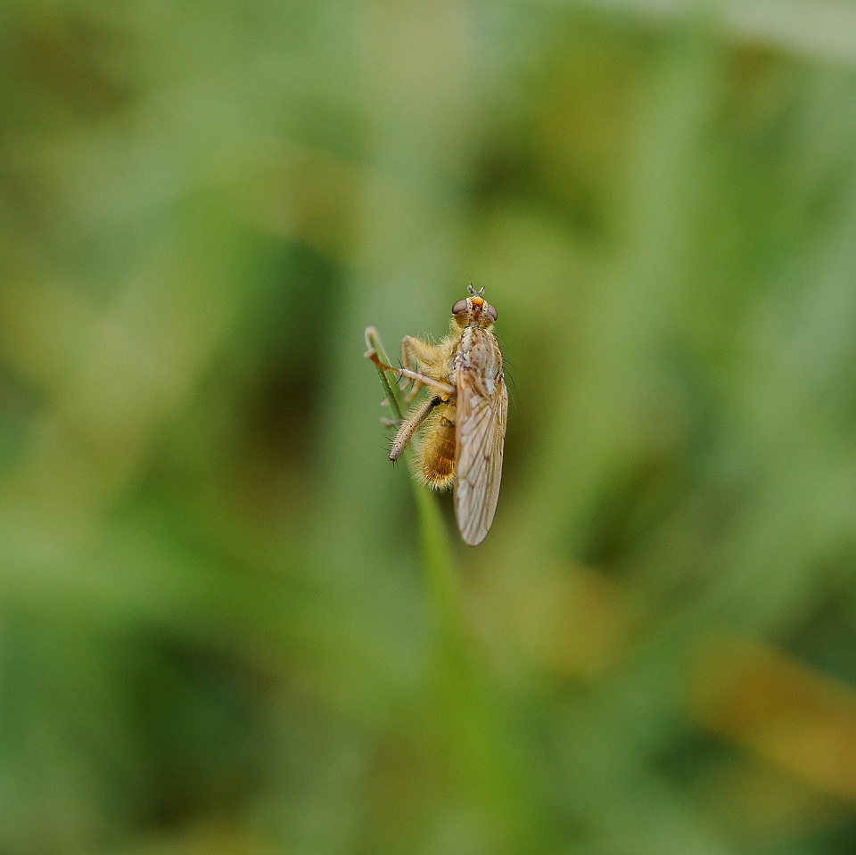  Spotted in the grass.
