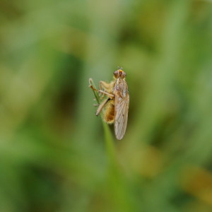 Spotted in the grass.