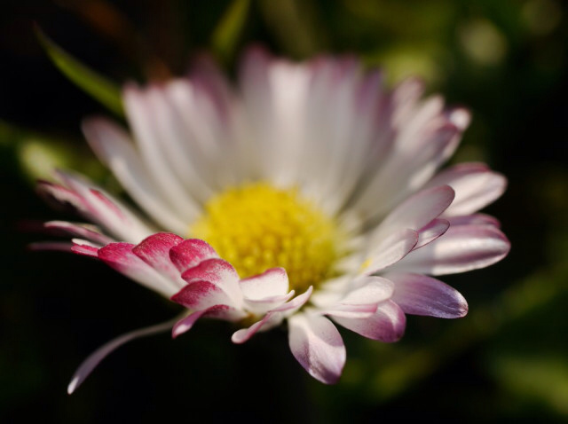  Another quick flower blip. ...