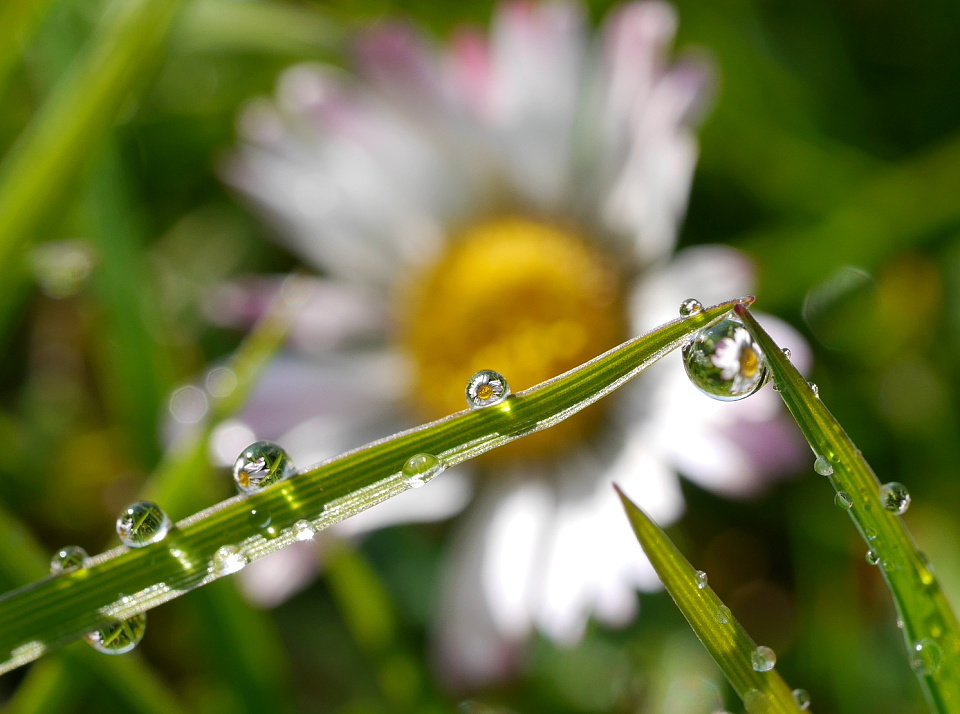 Flower Friday