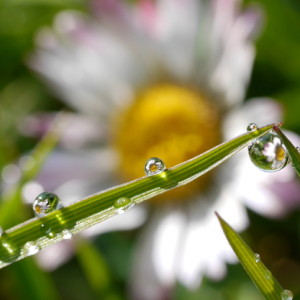 Flower Friday