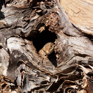 Peekaboo