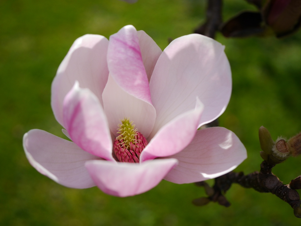 Magnolia time