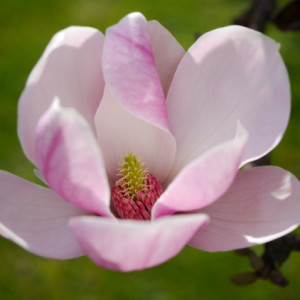 Magnolia time