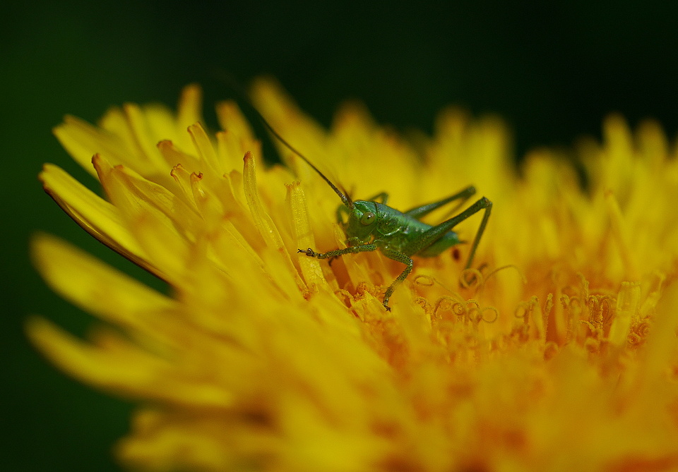 Baby grasshopper