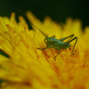 Baby grasshopper