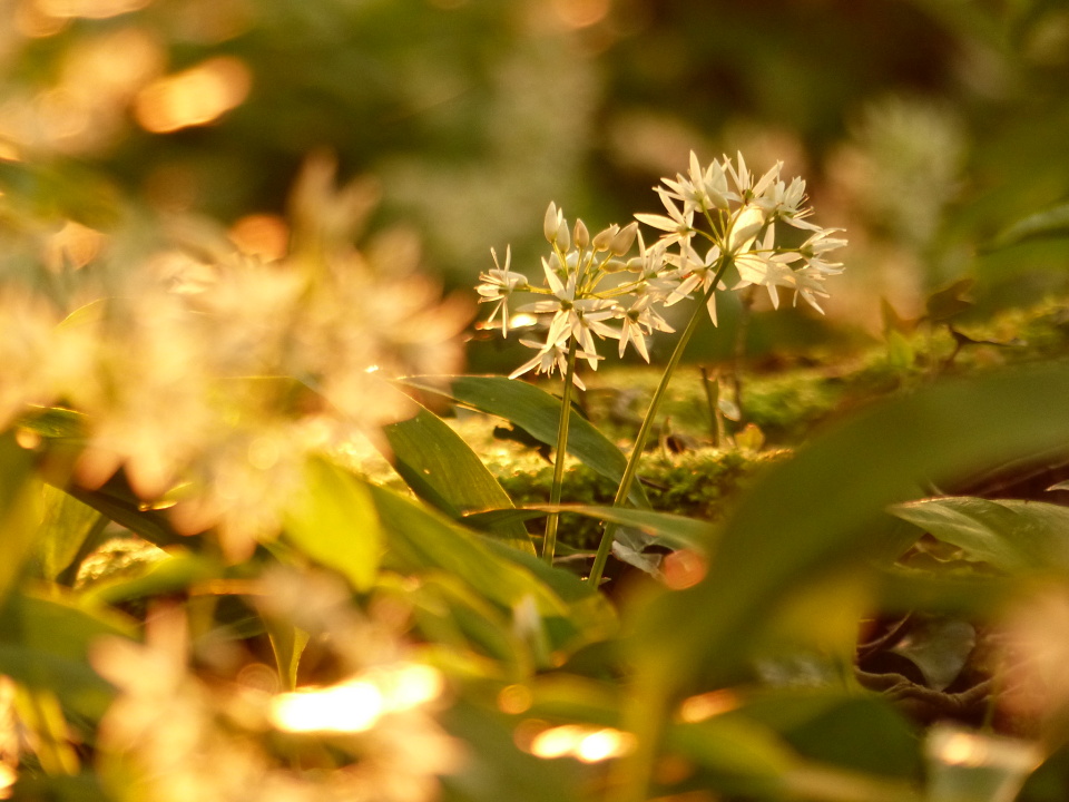 Wild garlic