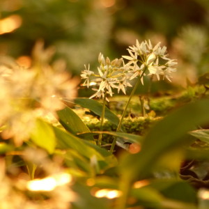 Wild garlic