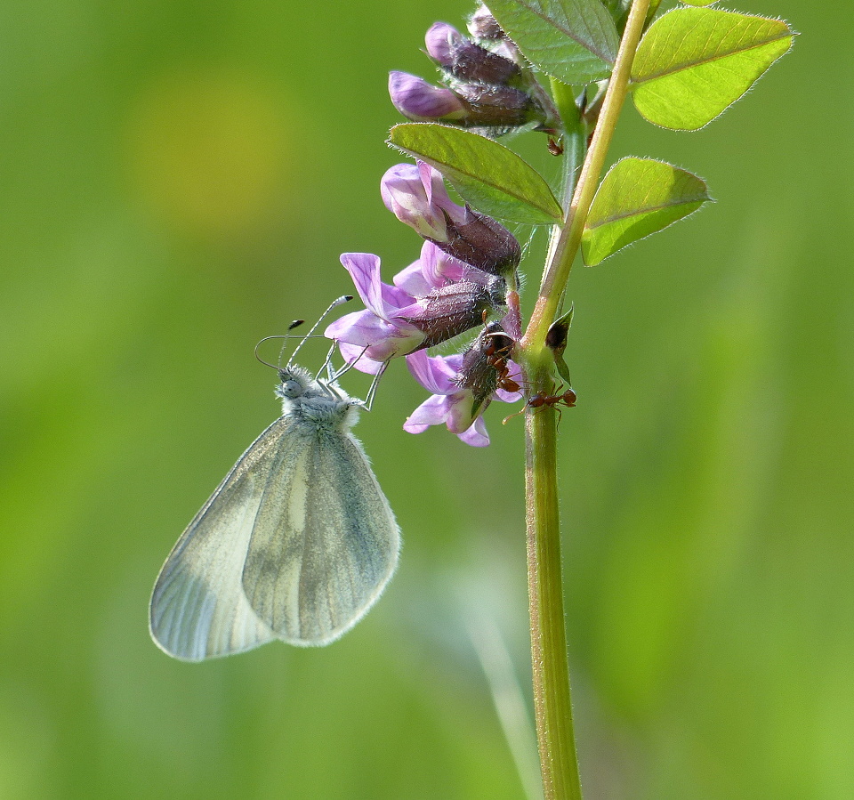 Chasing butterflies