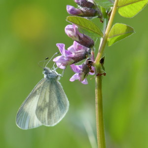 Chasing butterflies