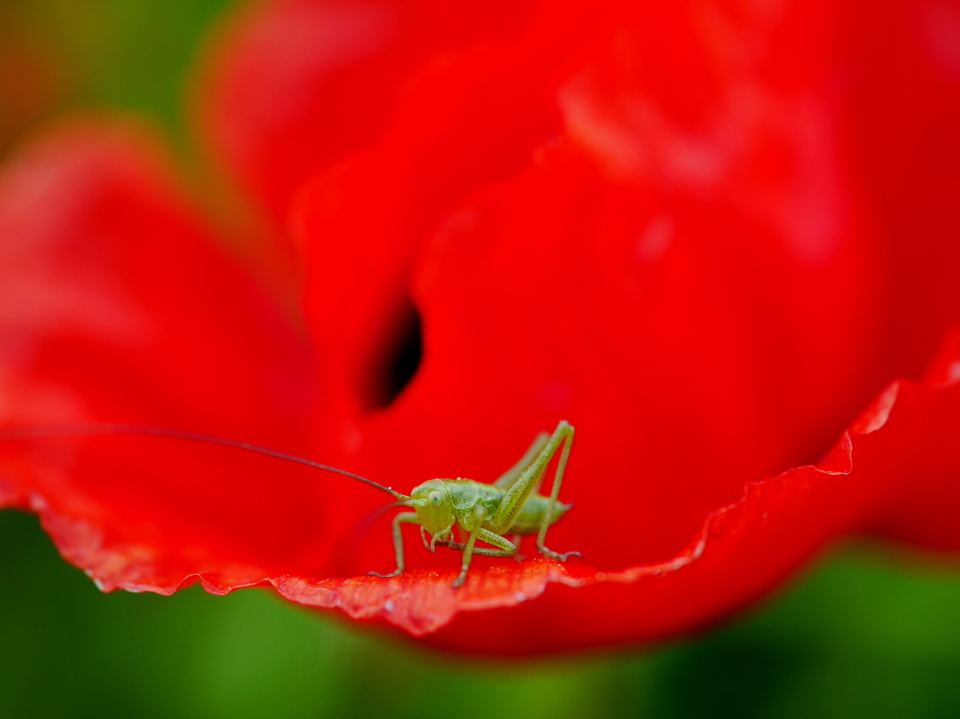 Poppy