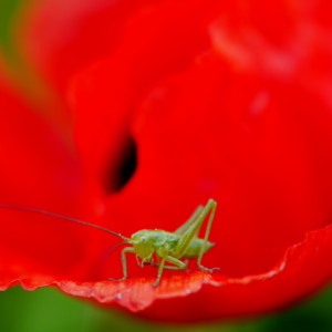 Poppy