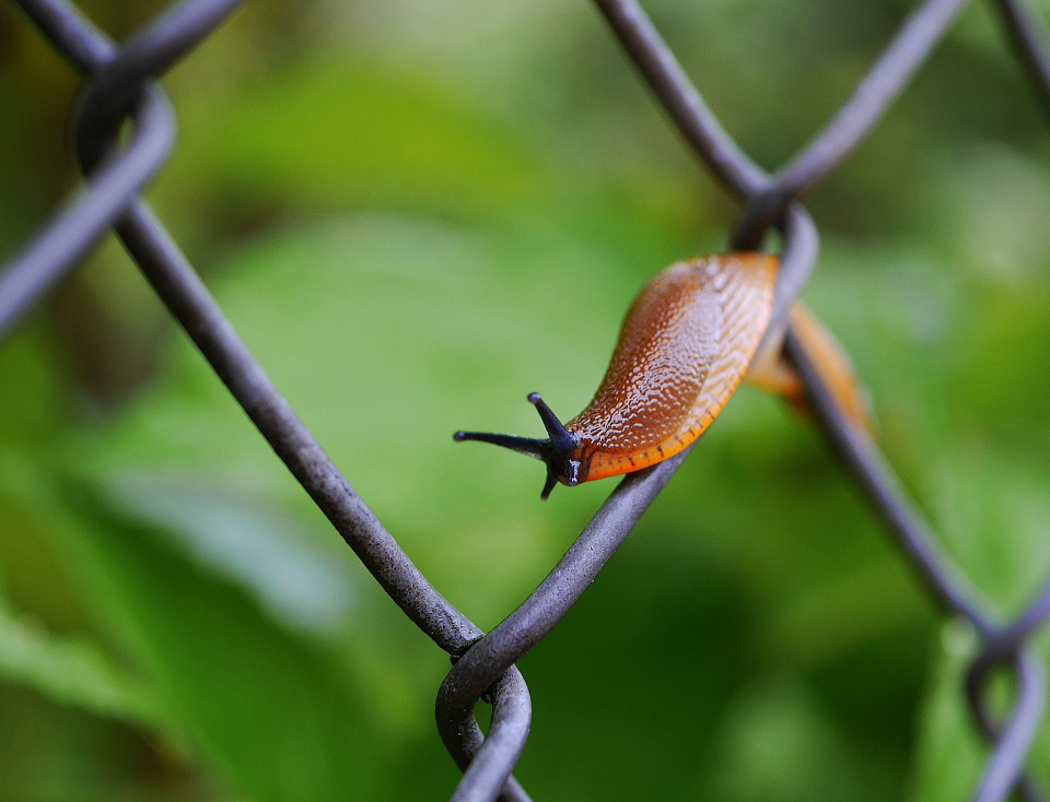 Slugs & snails