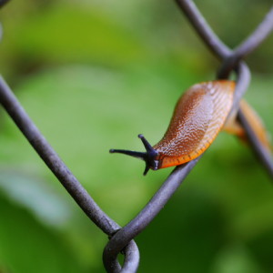 Slugs & snails
