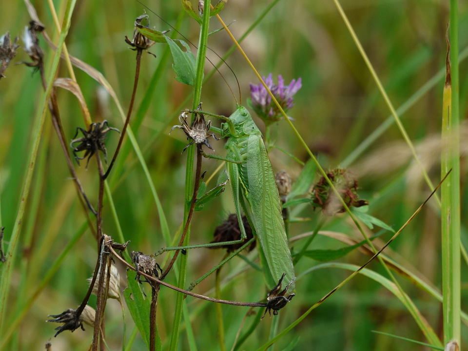  Hiding in the grass
