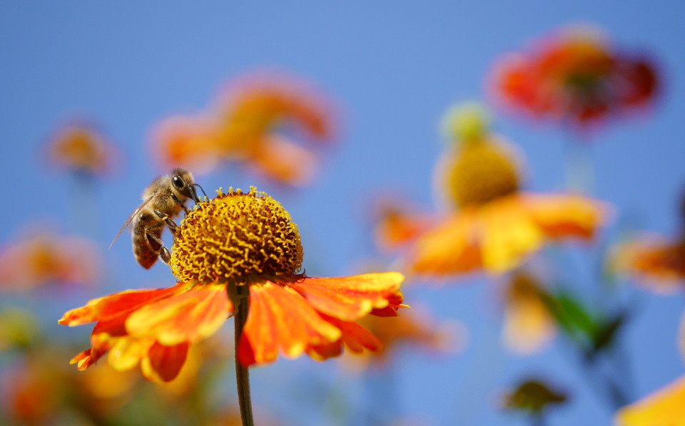  Macro photography is a ...