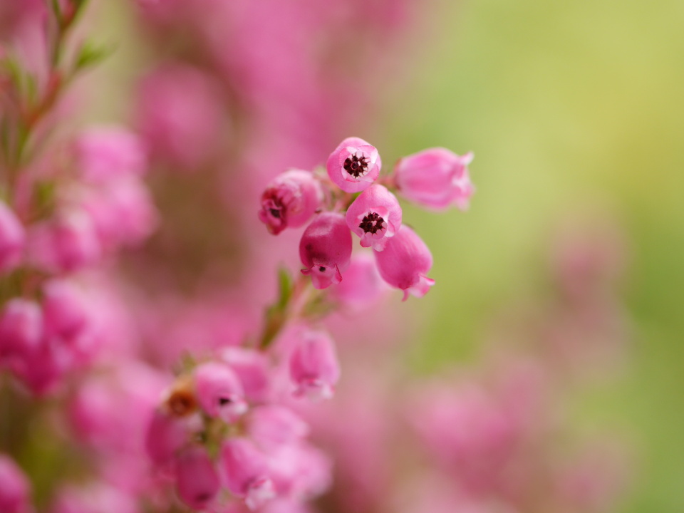  Got some pink heather ...