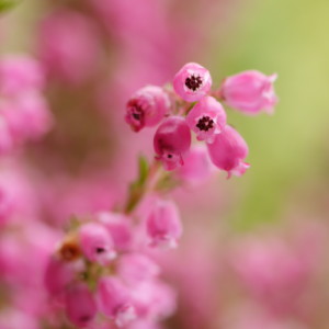  Got some pink heather ...