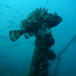  Hubby went diving and ...