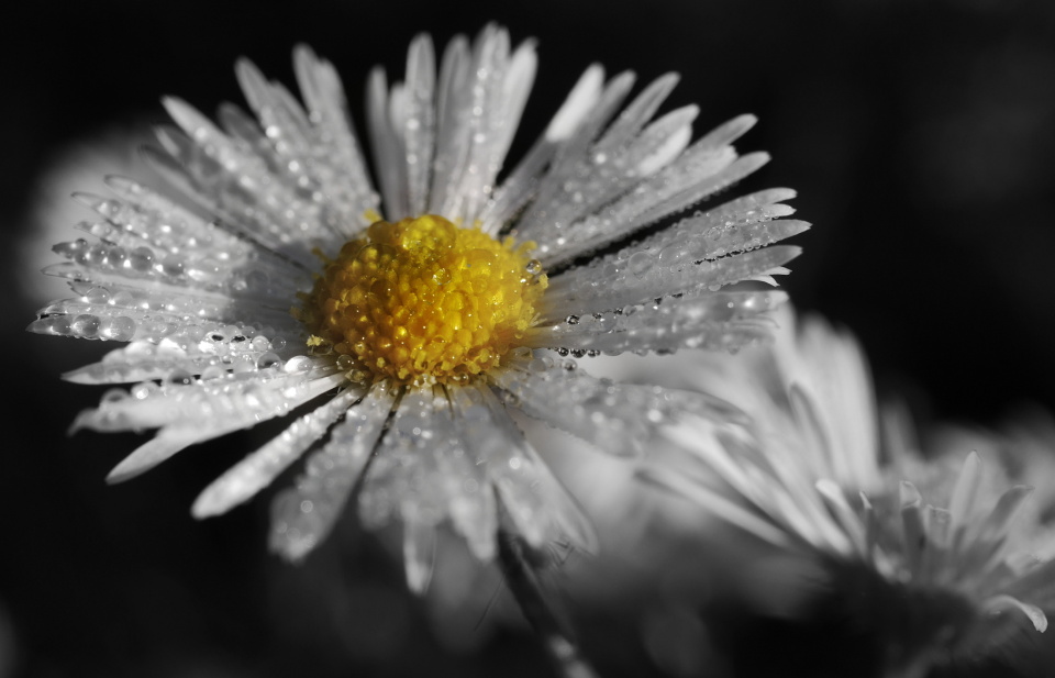  Morning dew.