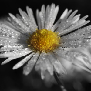  Morning dew.