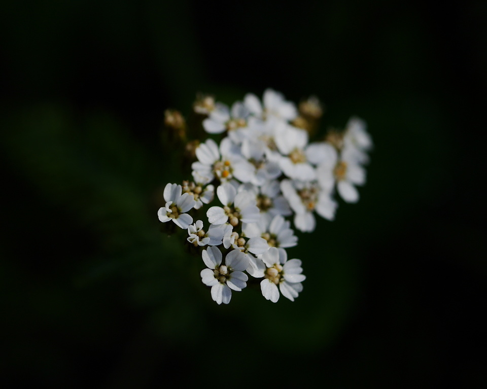  Flower Friday