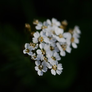 Flower Friday