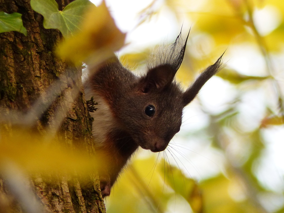 Squirrels are pretty hard ...