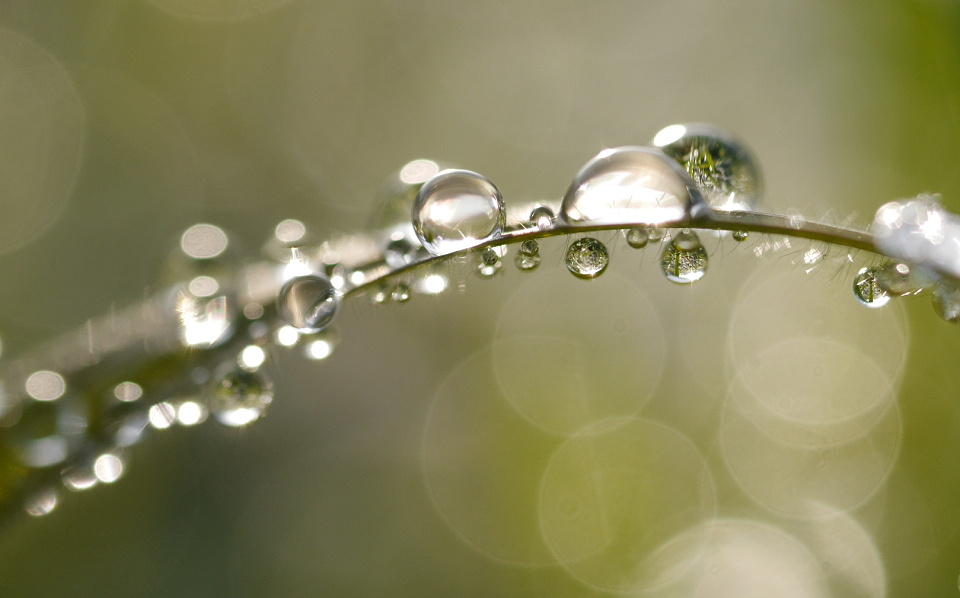  Frozen dewdrops melting in ...