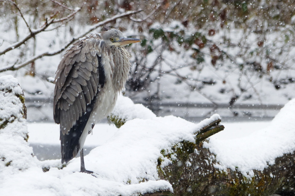  A heron again, in ...