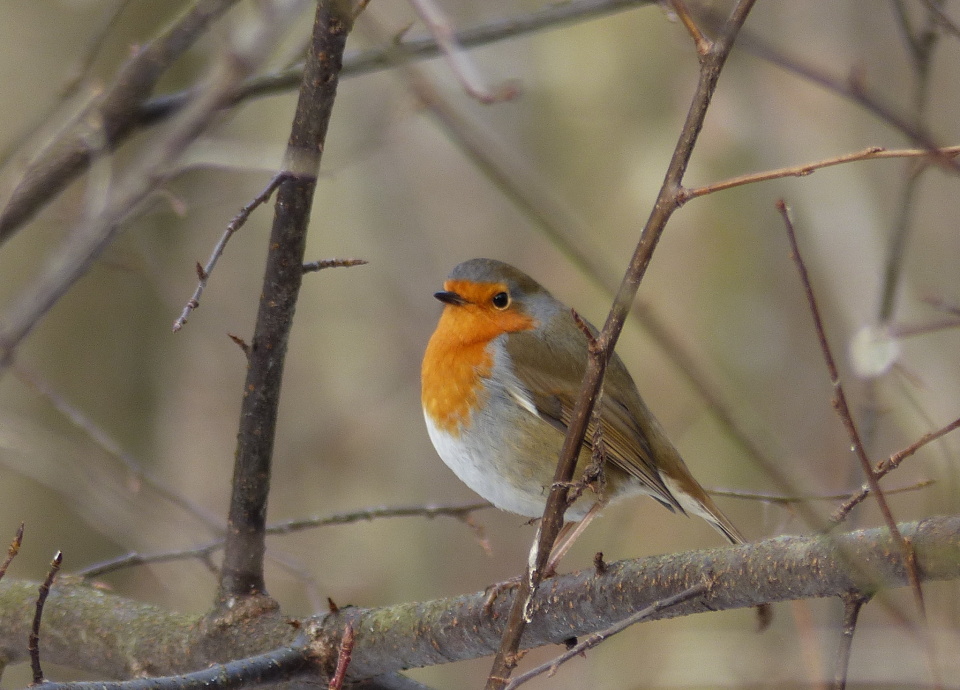  Robin again.