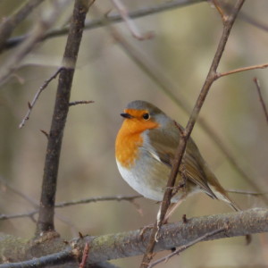  Robin again.