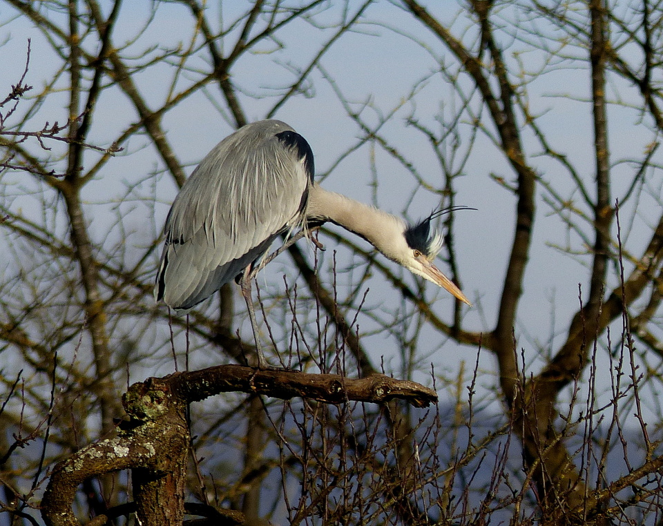  Heron