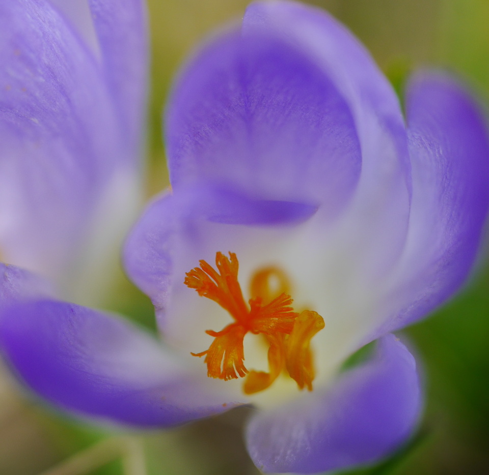 A tiny crocus