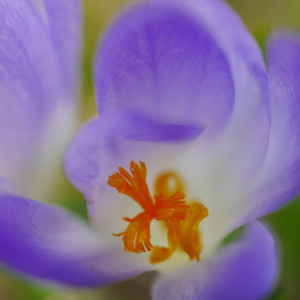 A tiny crocus