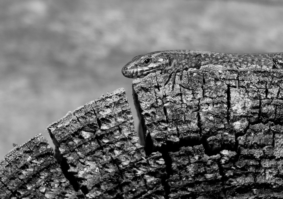  Lizards are out = ...