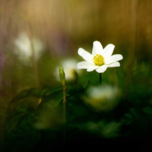 Forest flower