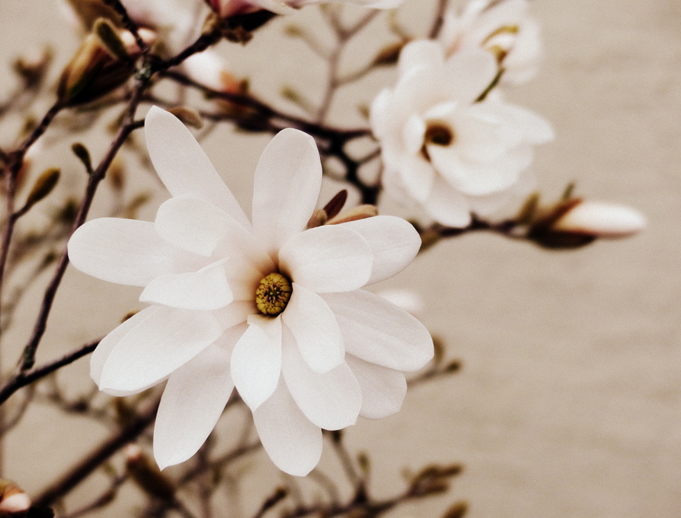 Magnolia