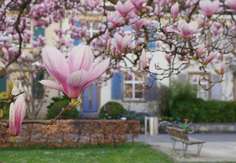 Spring