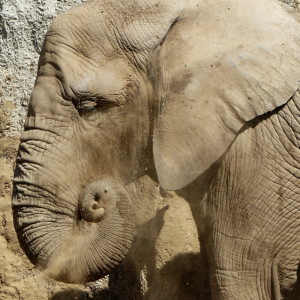 Trip to the zoo