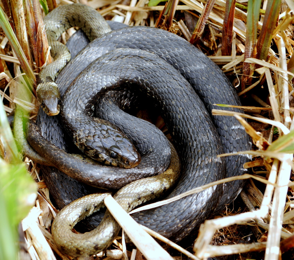 Mating grass snakes