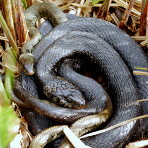 Mating grass snakes