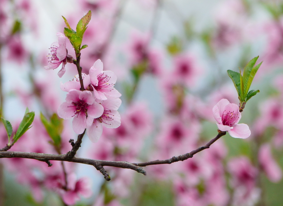  Blossom everywhere!