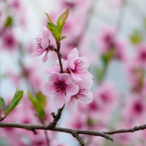  Blossom everywhere!