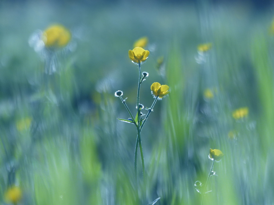  Buttercups Spring